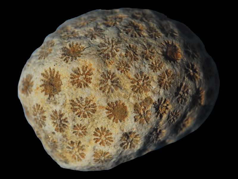 Actinastrea