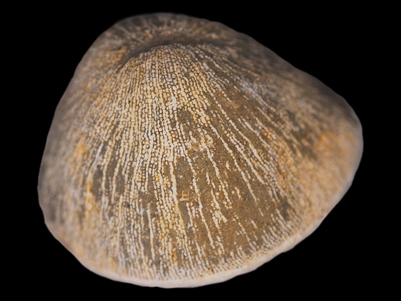 Cunnolites