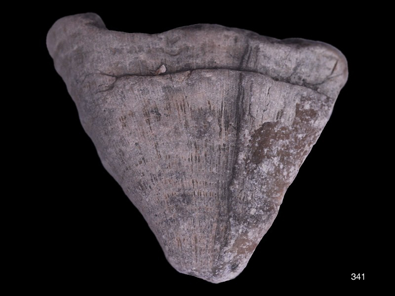 Flabellate Hexakoralle