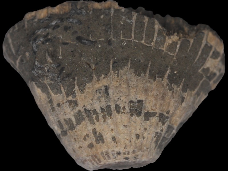 Flabellate Hexakoralle