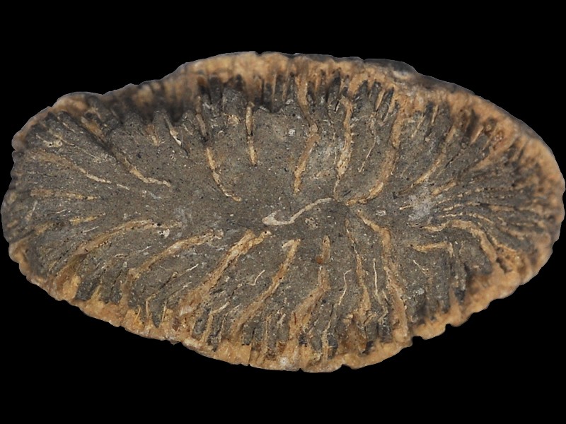 Flabellate Hexakoralle
