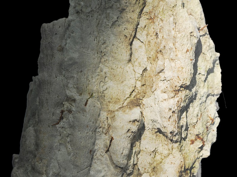 Thecosmilia clathrata