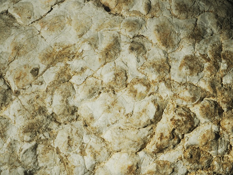 Thecosmilia sp.