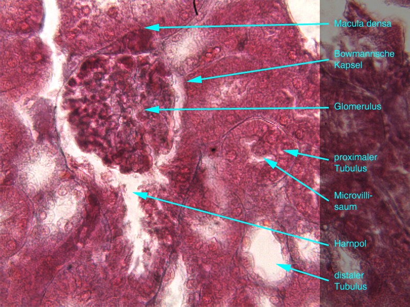 Glomerulus 1