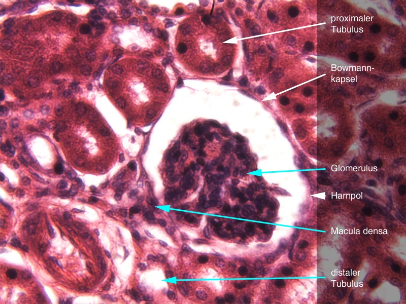 Glomerulus