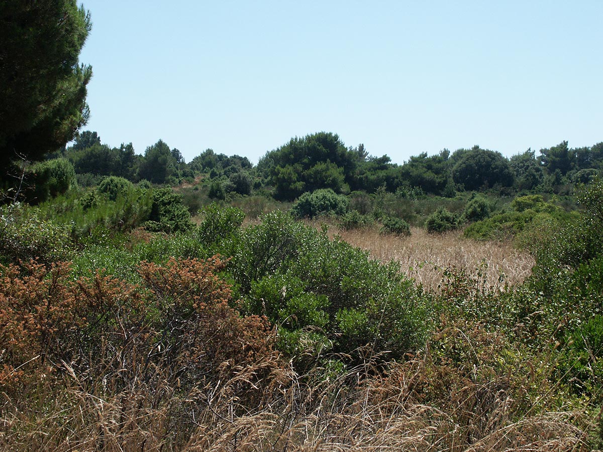 Vegetation