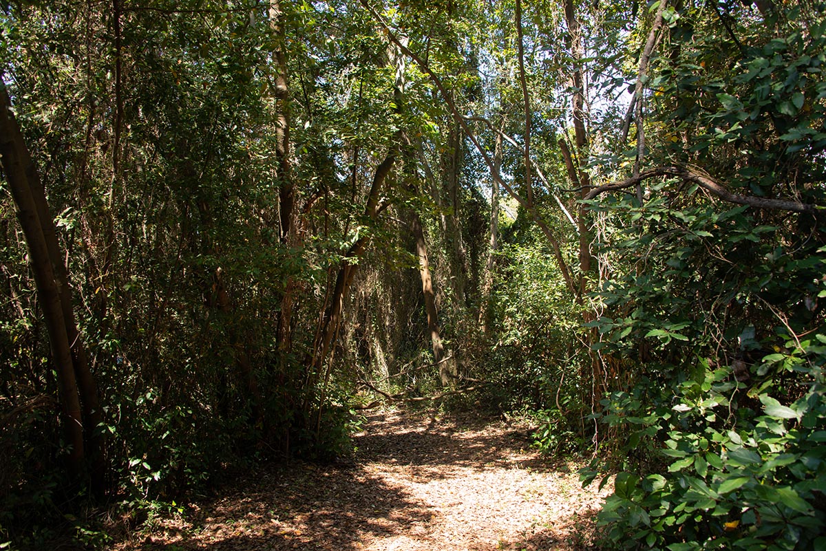 Steineiche-Lorbeerwald