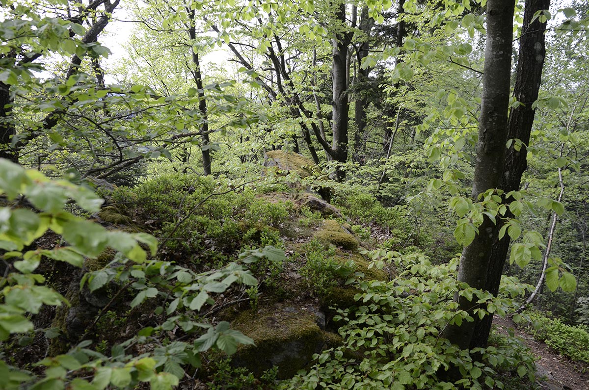 Waldweg