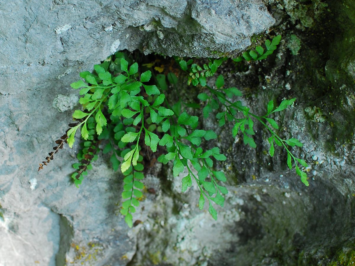 Asplenium ruta-muraria