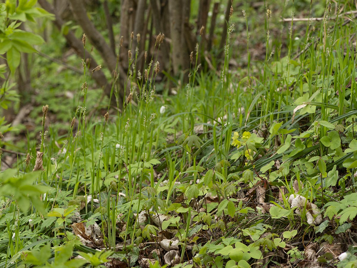 Keimlinge und Carex pilosa