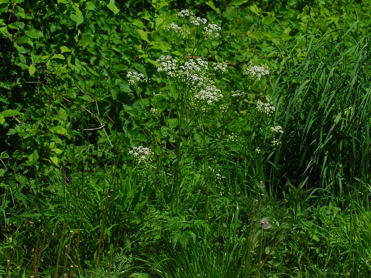 Anthriscus sylvestris