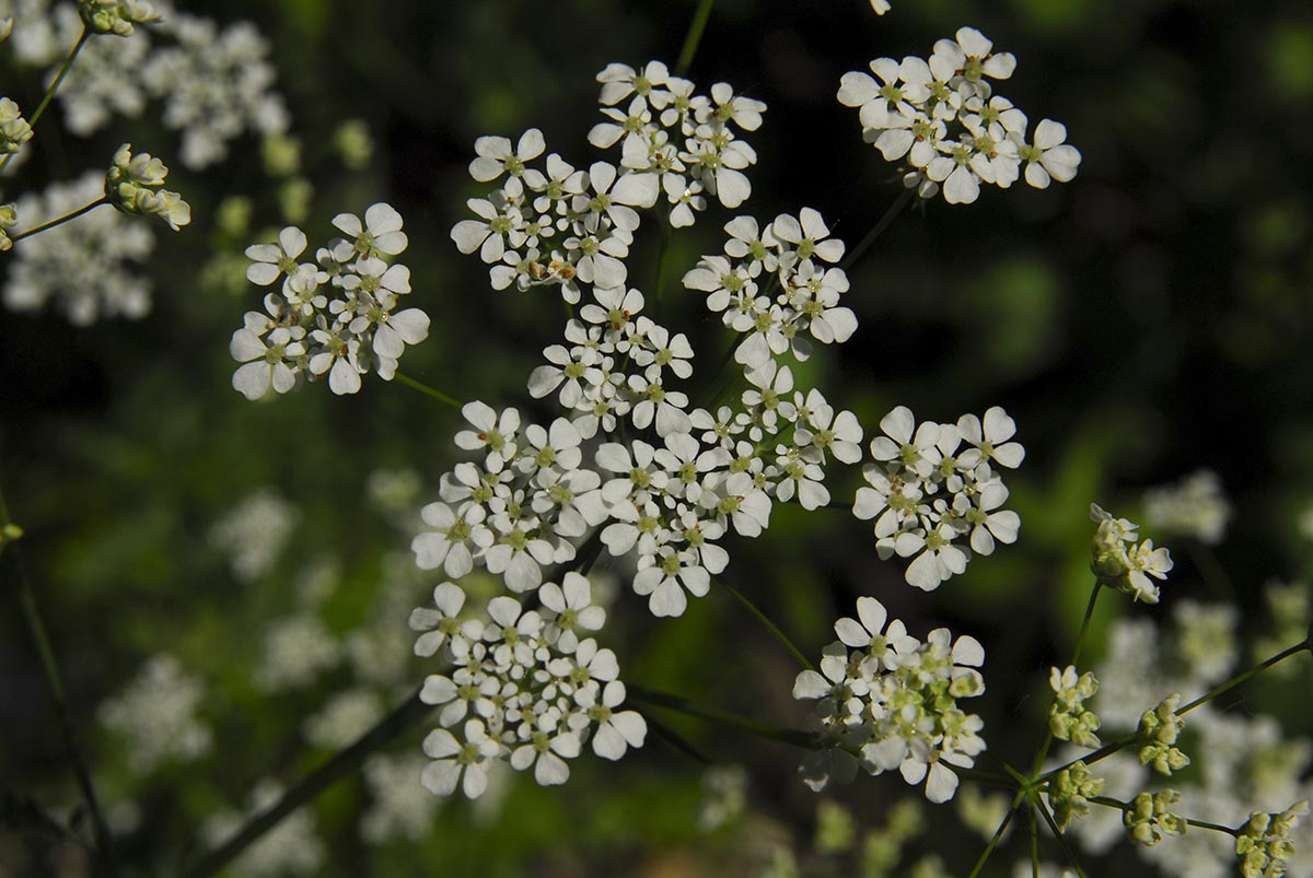 Anthriscus sylvestris