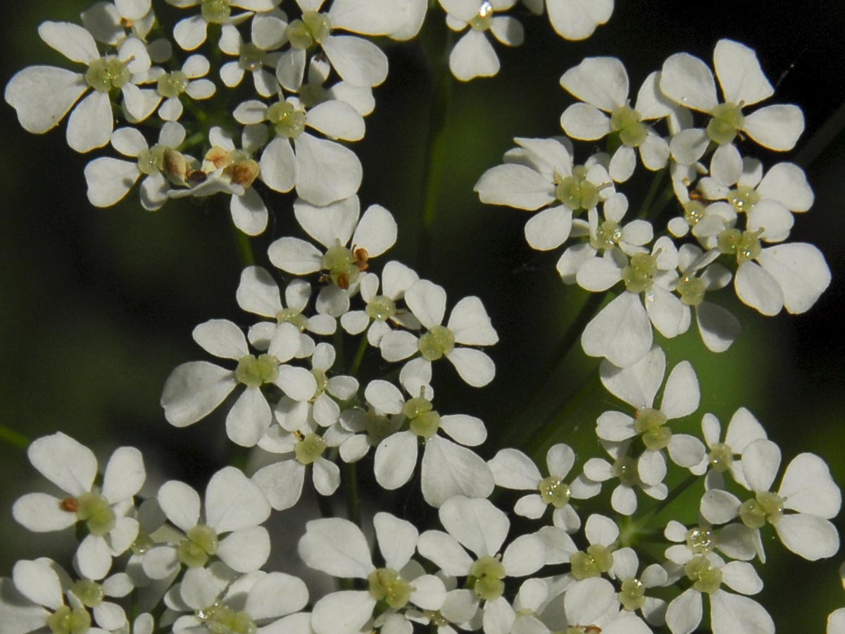 Anthriscus sylvestris