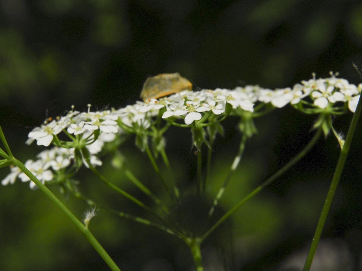 Anthriscus sylvestris