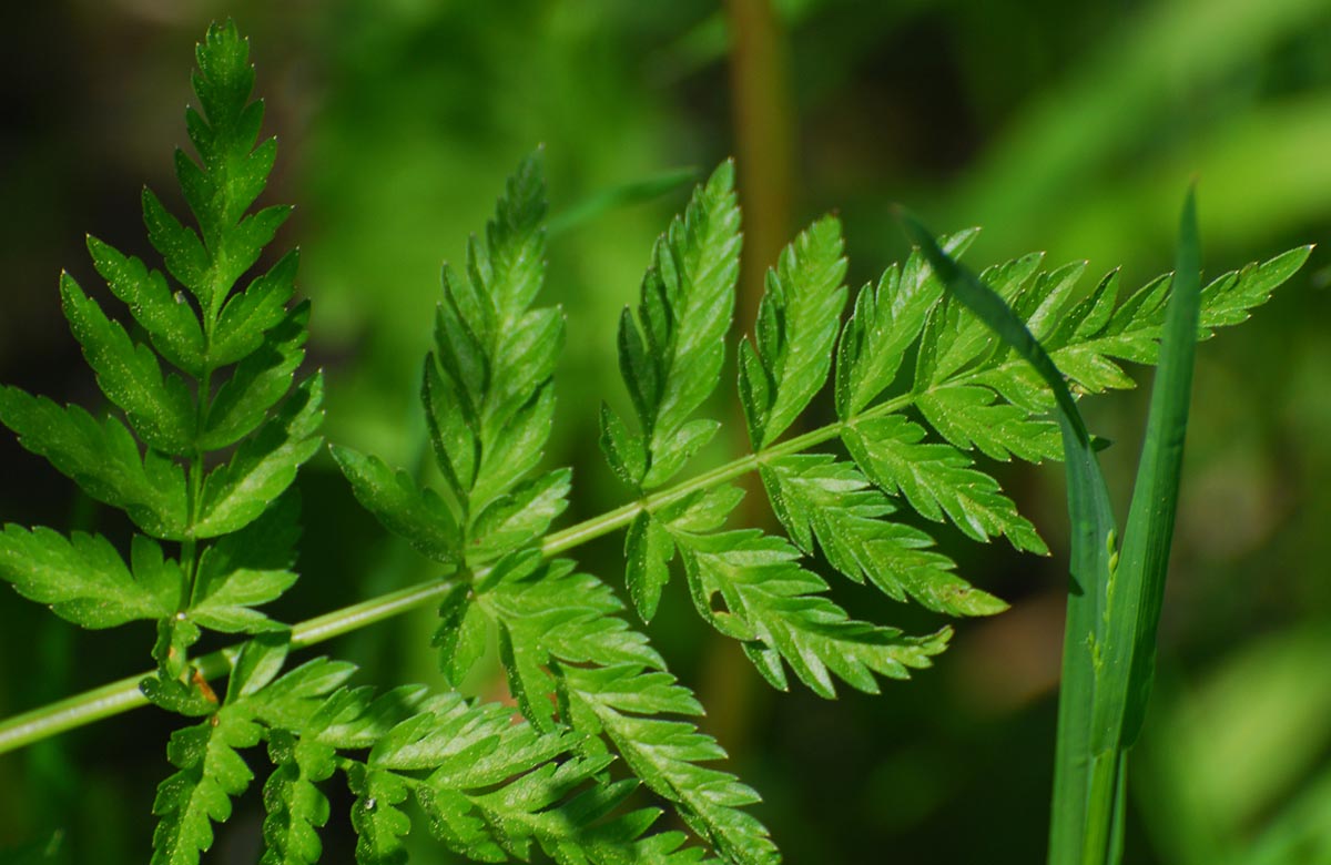 Anthriscus sylvestris