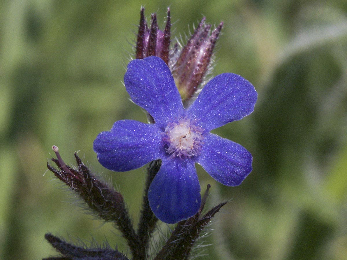 Blüte von oben