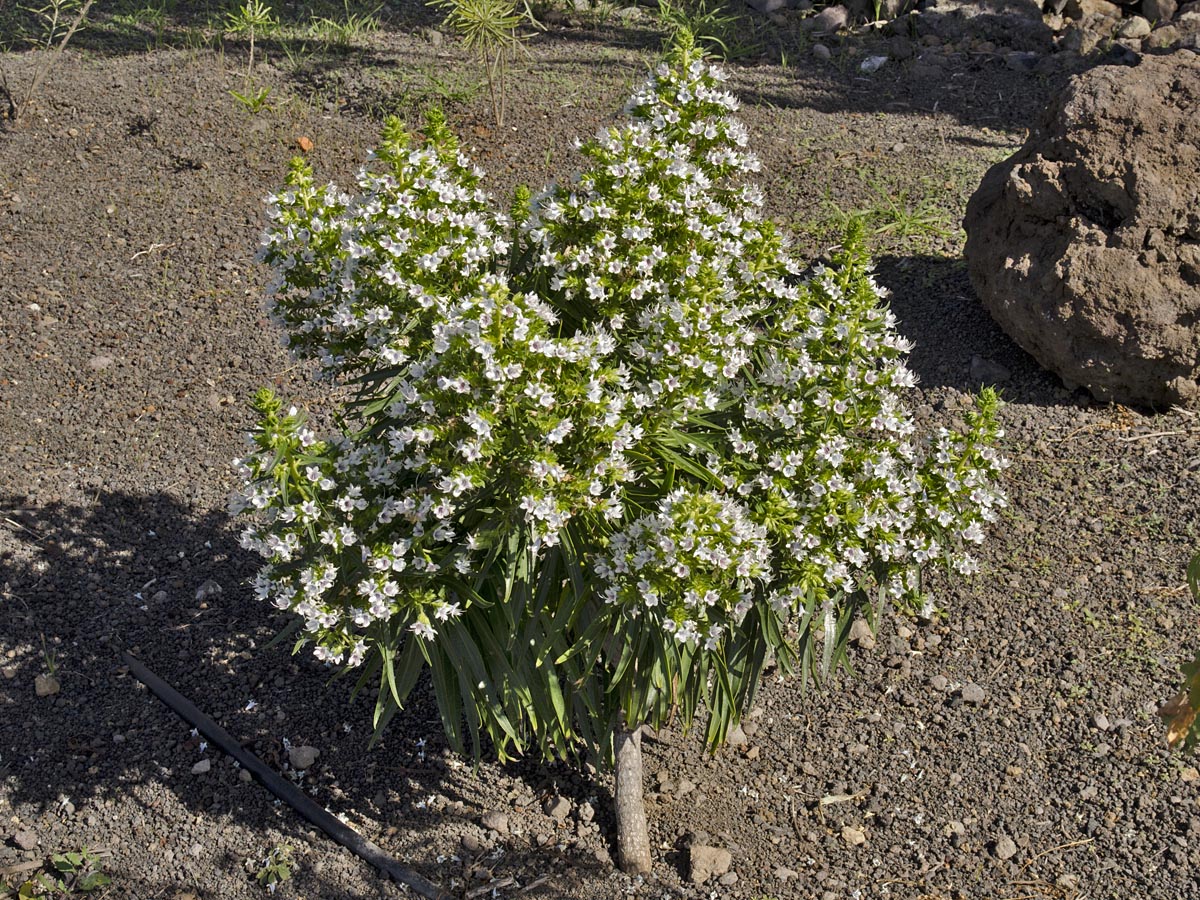 Echium