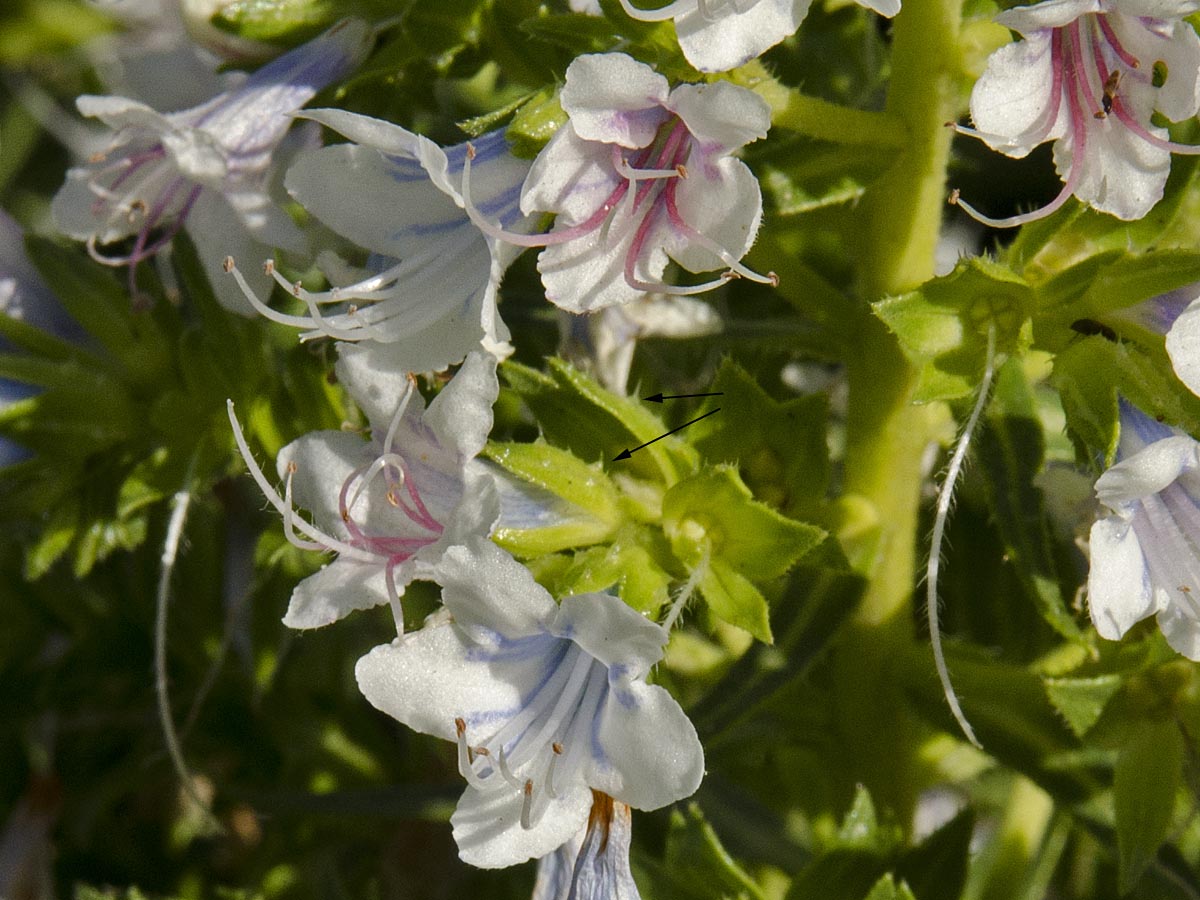 Echium