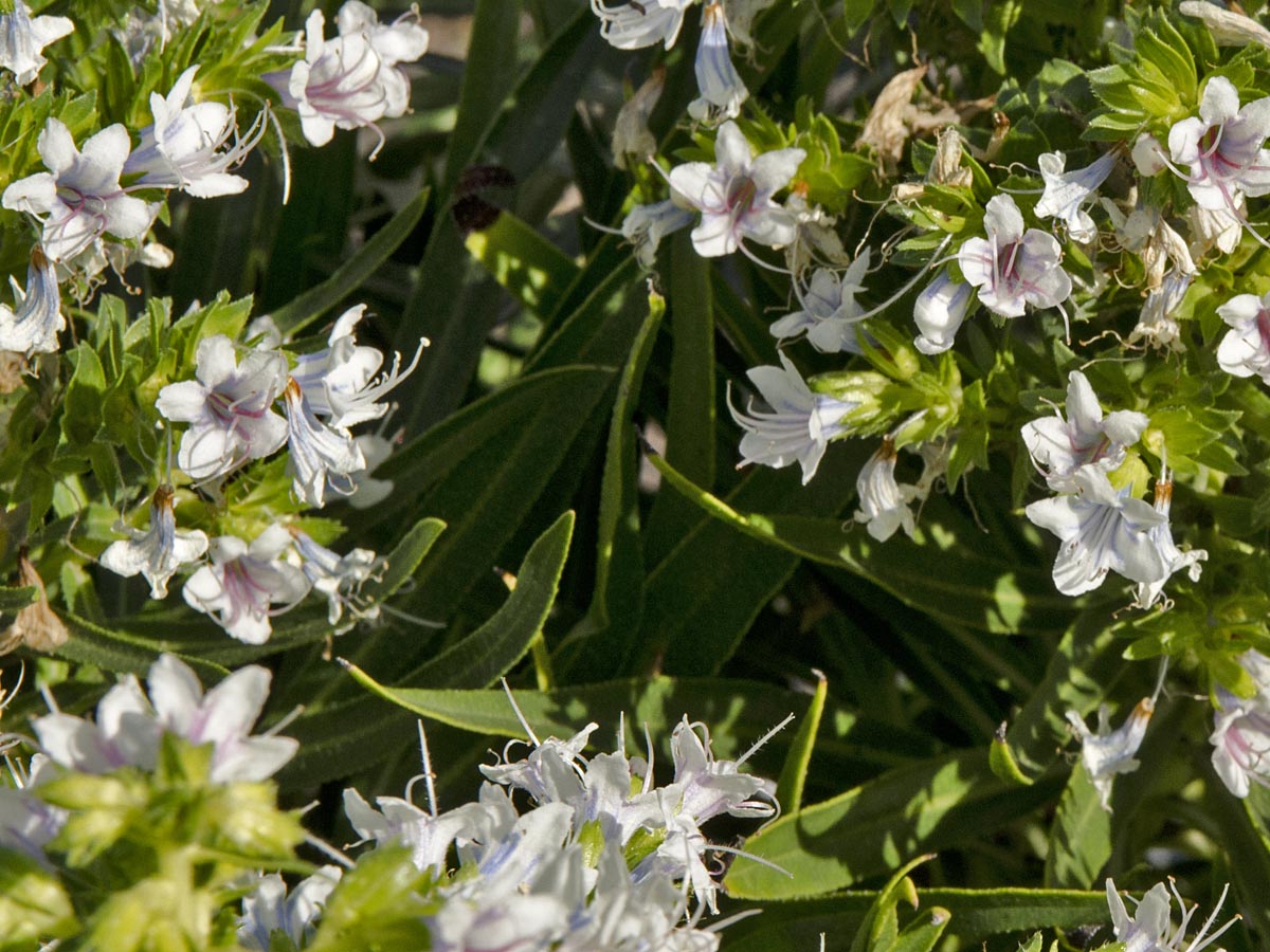 Echium