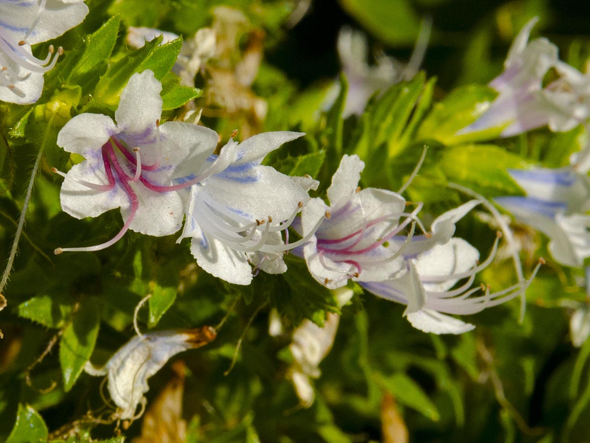 Echium