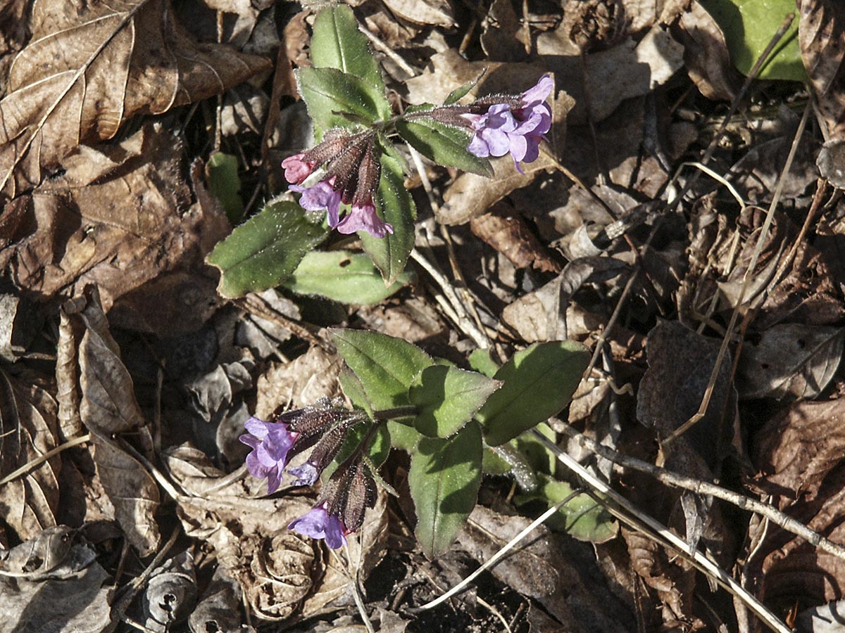 Pulmonaria officinalis