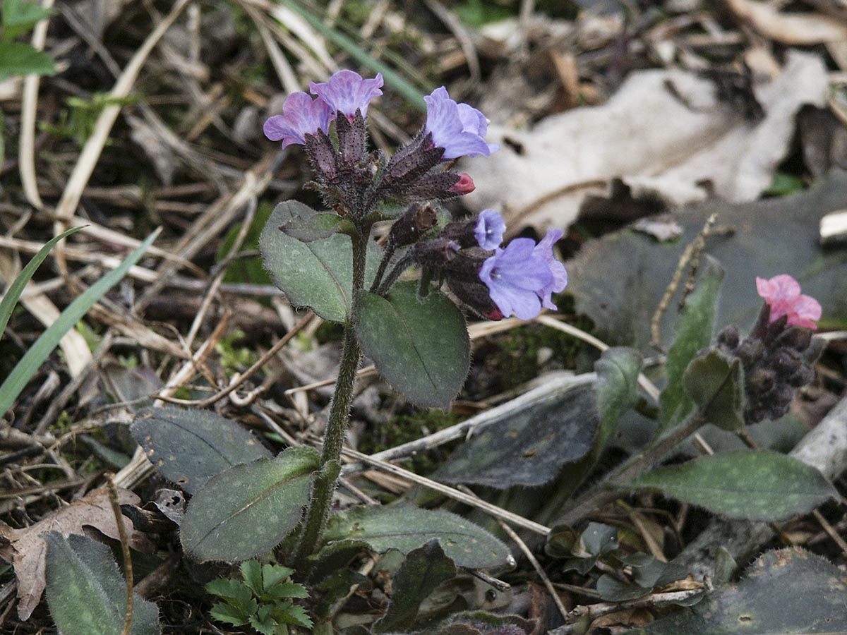 Pulmonaria officinalis