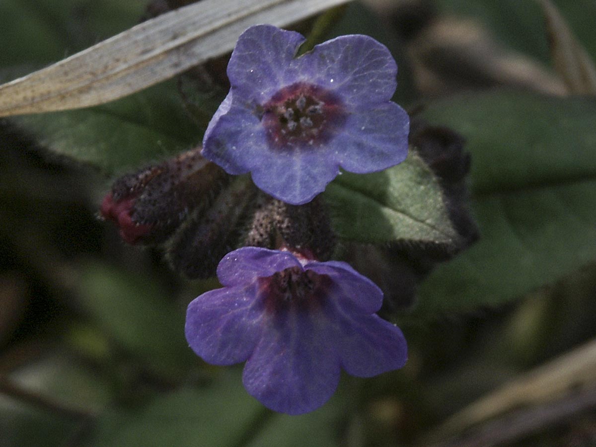 Pulmonaria officinalis