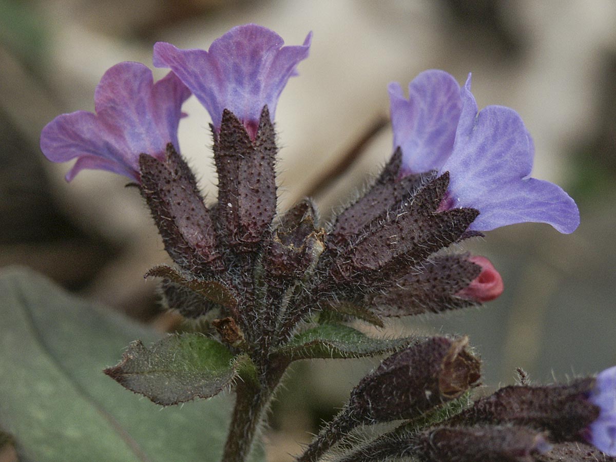 Pulmonaria officinalis