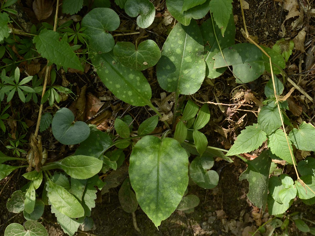 Pulmonaria officinalis