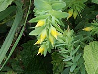 Wachsblume