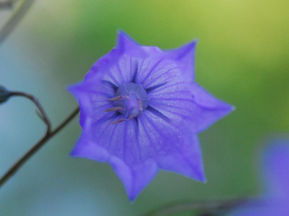 Blüte innen