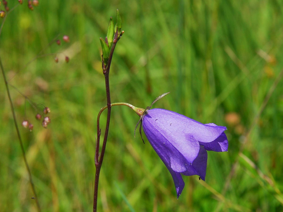 Campanula persicifolia