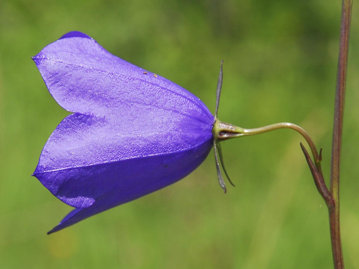 Campanula persicifolia