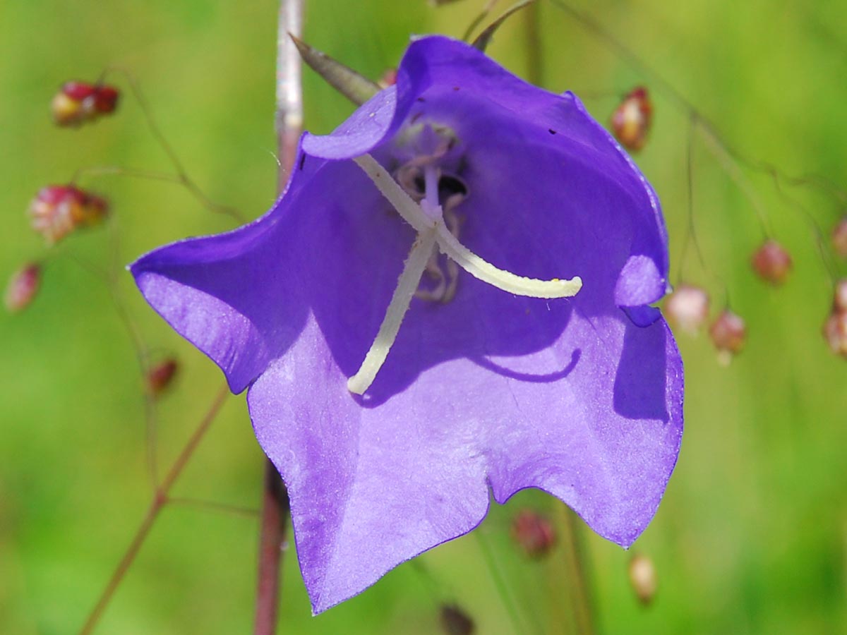 Campanula persicifolia