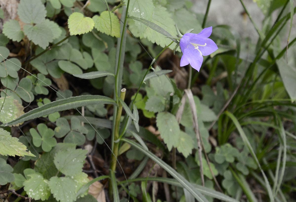 Campanula persicifolia