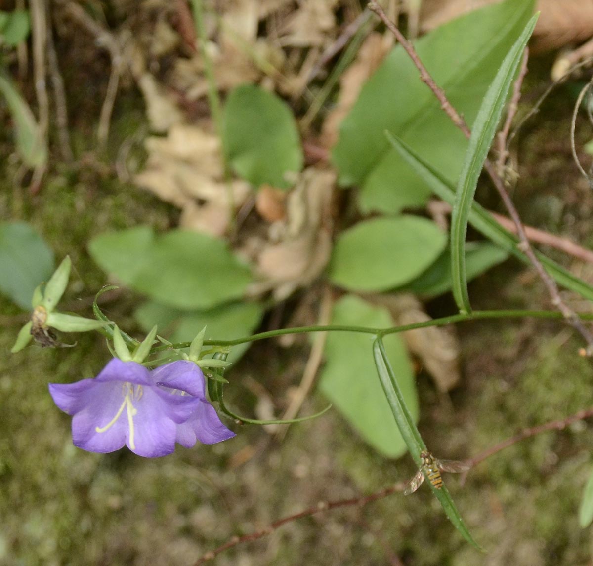 Campanula persicifolia