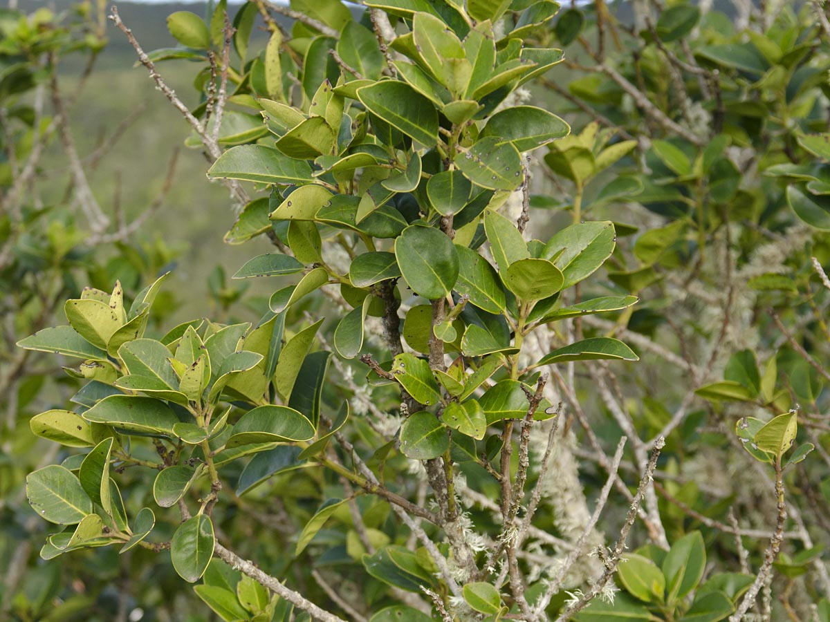 Ilex canariensis