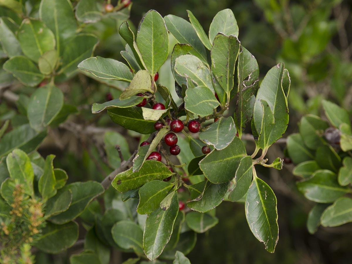 Ilex canariensis