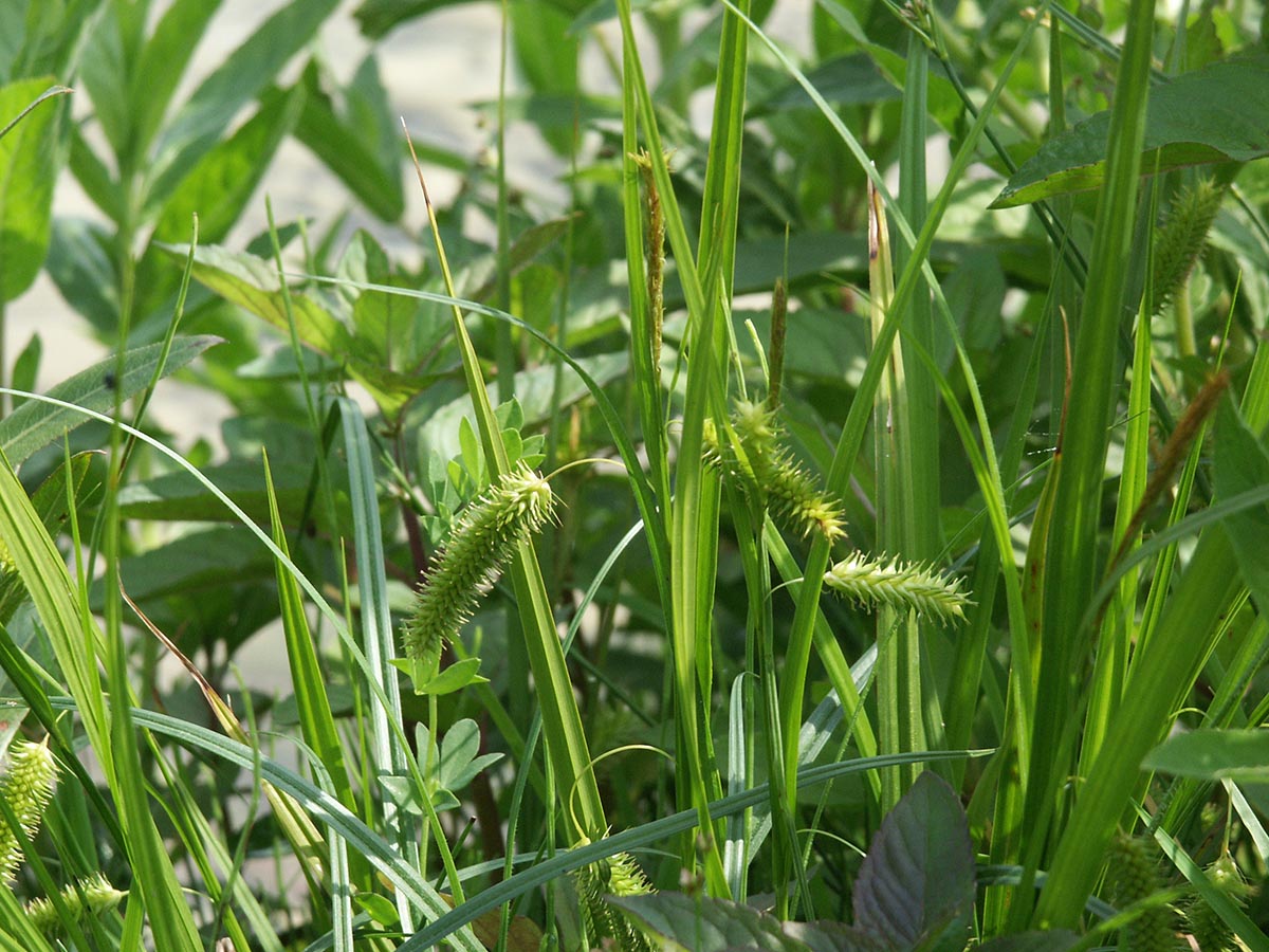 Carex pseudocyperus