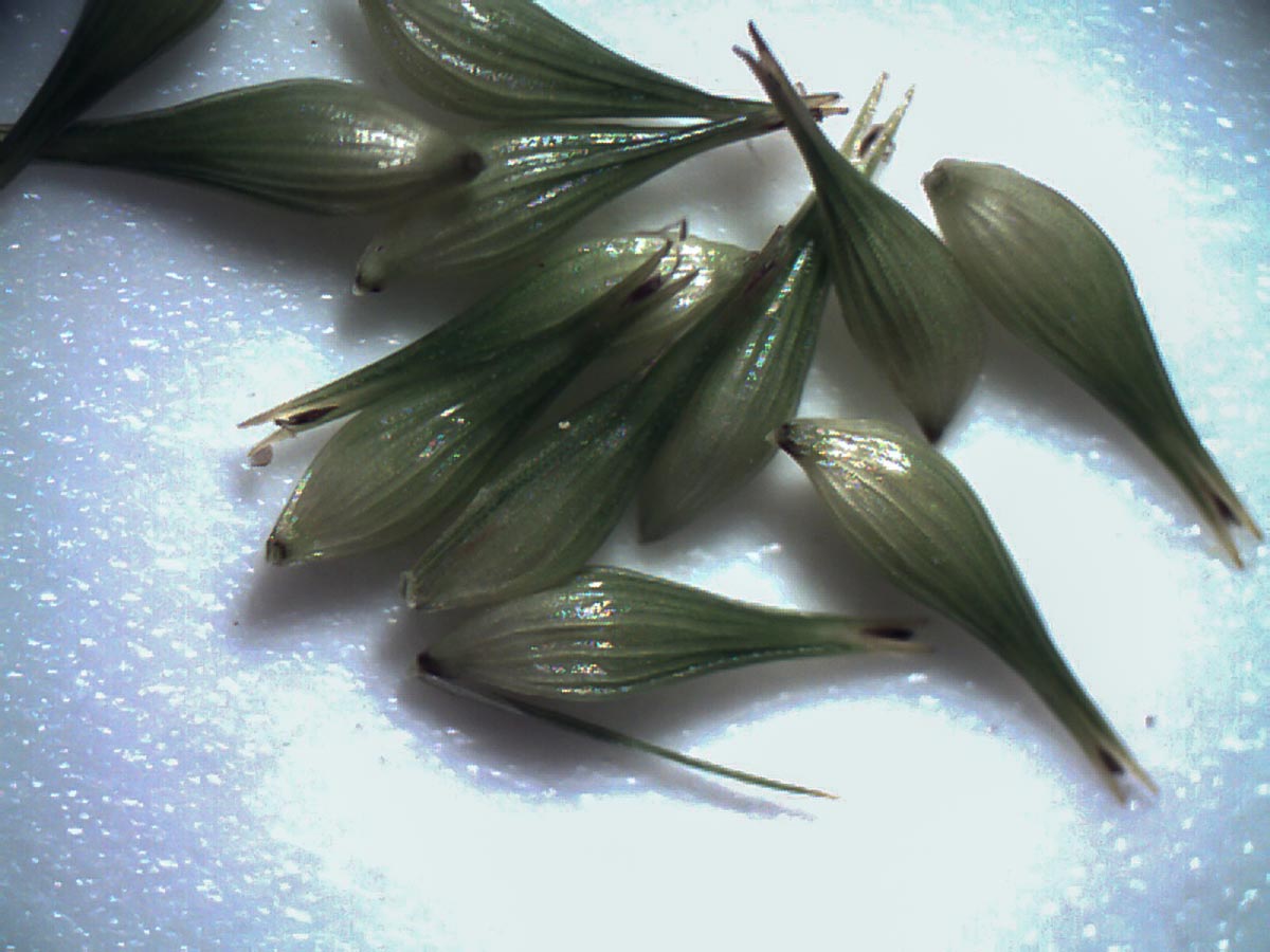 Carex pseudocyperus