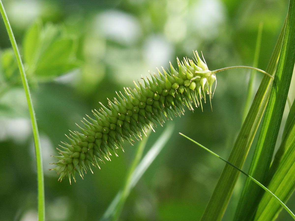 Carex pseudocyperus