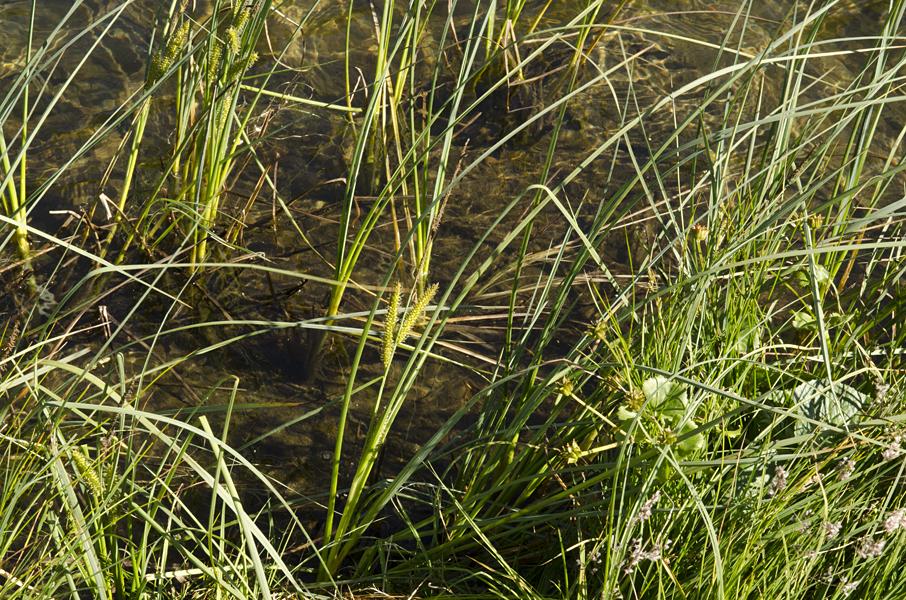 Carex rostrata