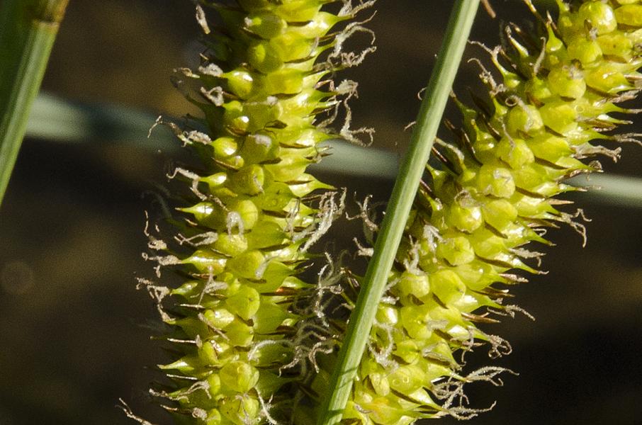 Carex rostrata