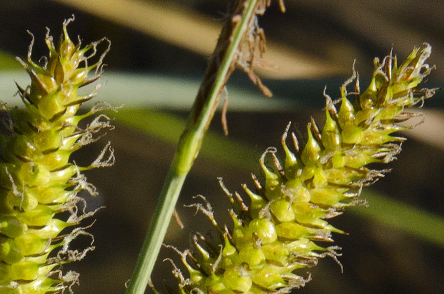 Carex rostrata