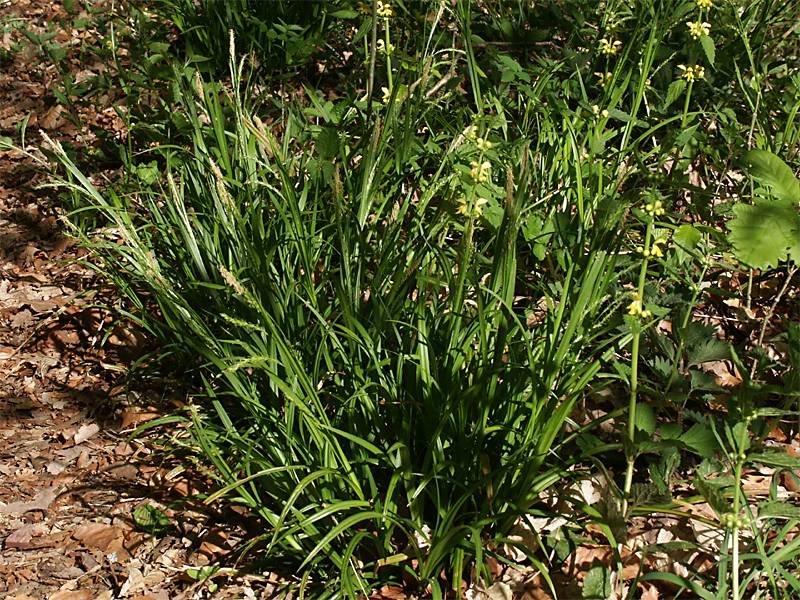 Carex sylvatica