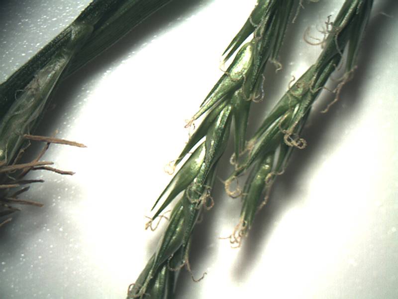 Carex sylvatica