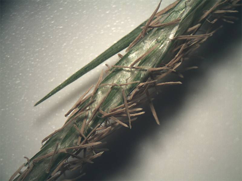 Carex sylvatica