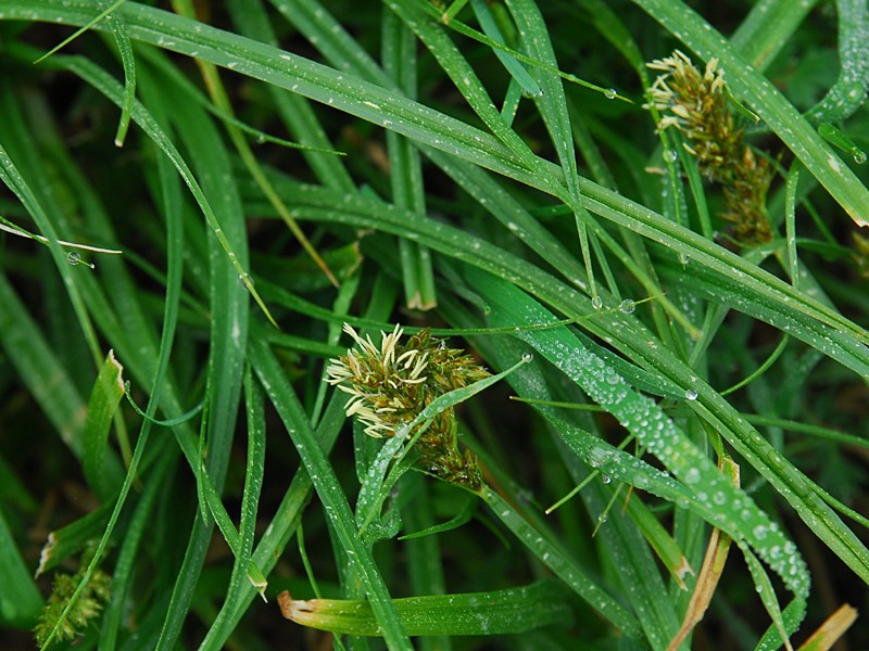 Carex vulpina 3