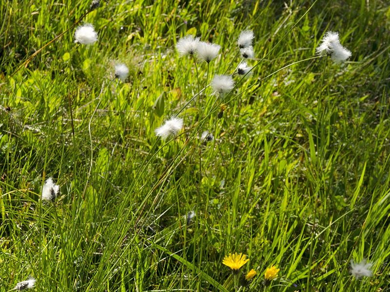 Eriophorum vaginatum