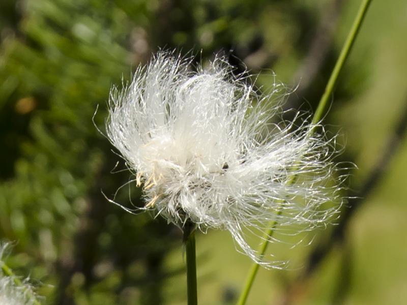 Eriophorum vaginatum